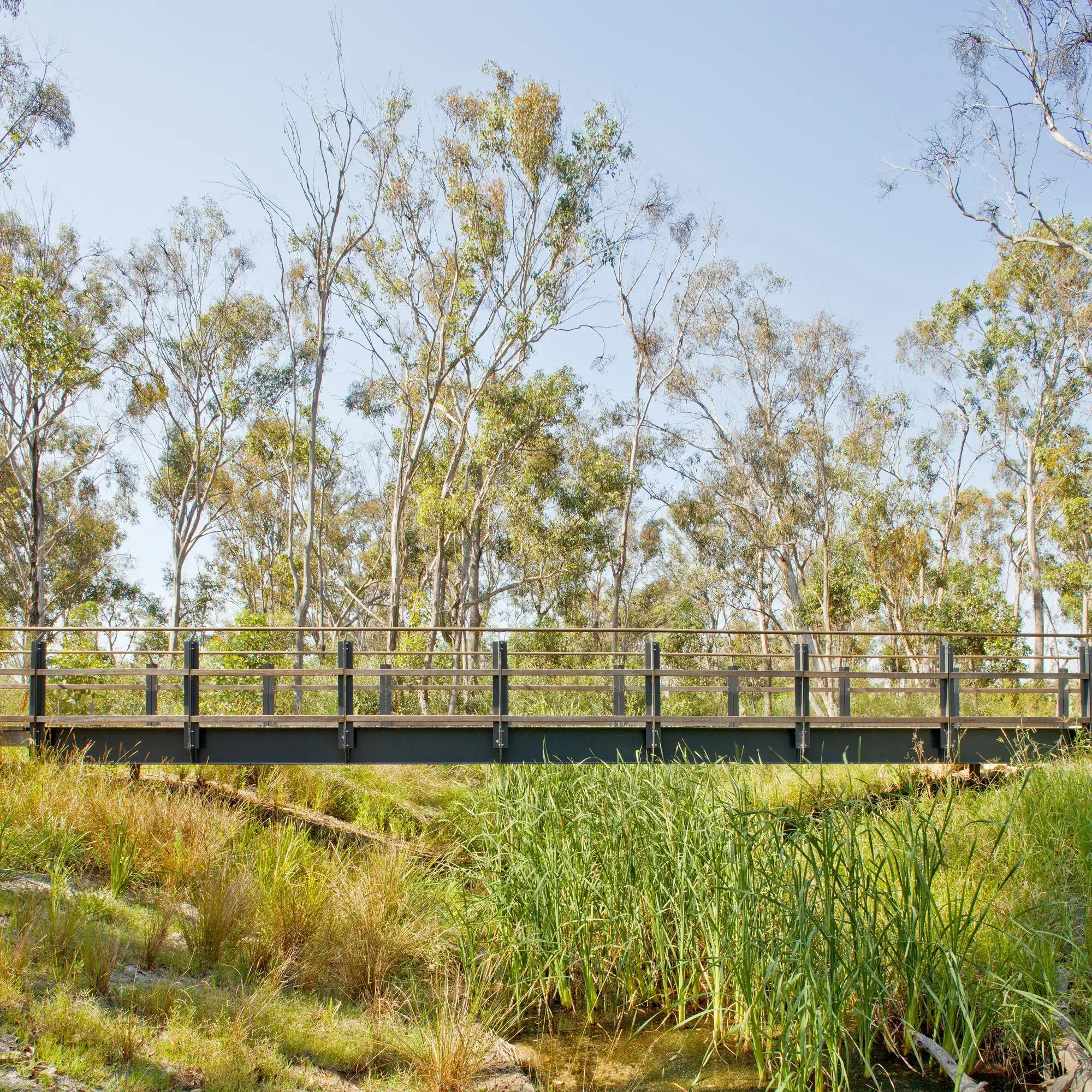 FORGE_Caddens_Rise_Riparian_Corridor_07