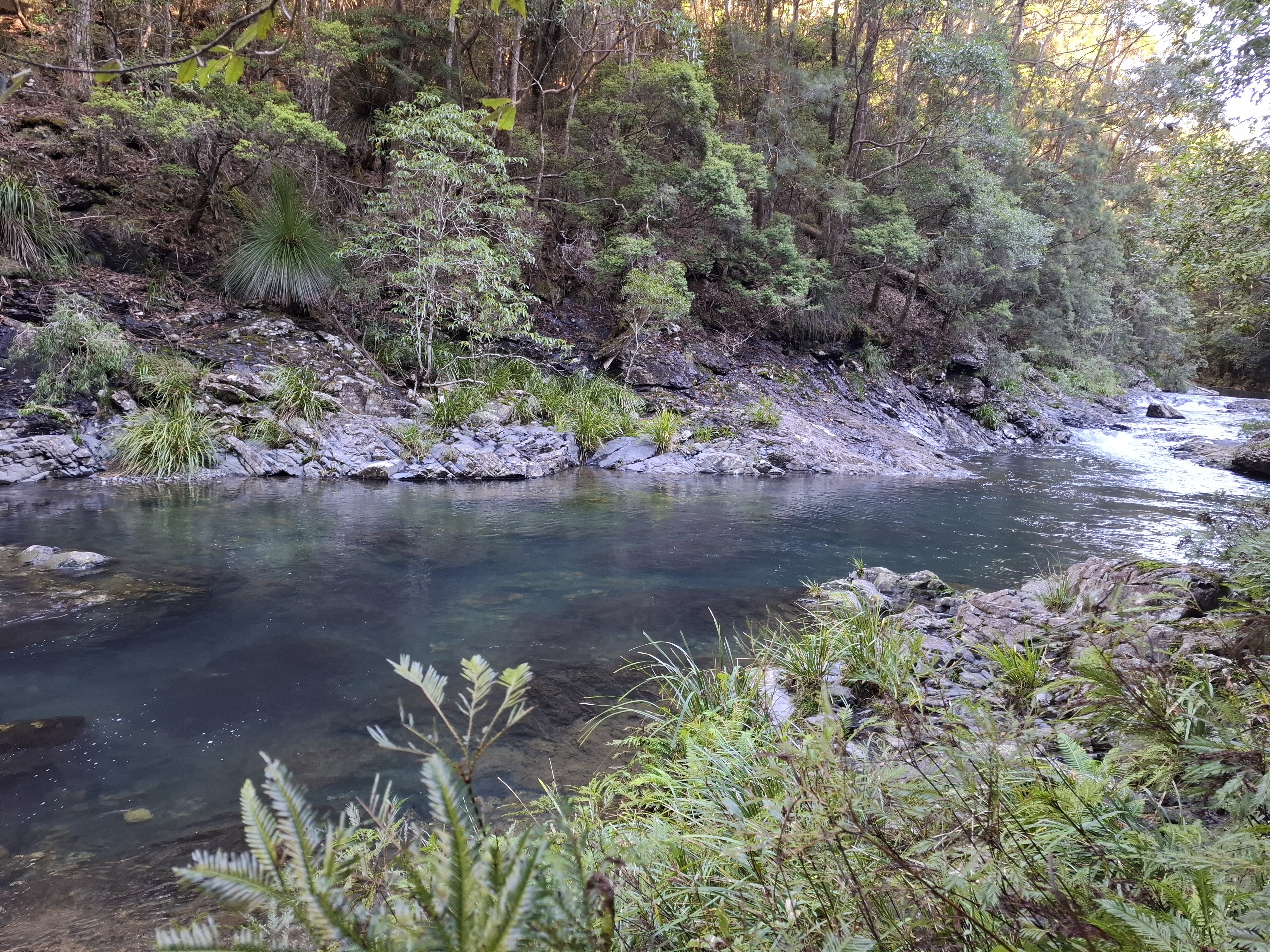 Dorrigo Escarpment Great Walk (DEGW)