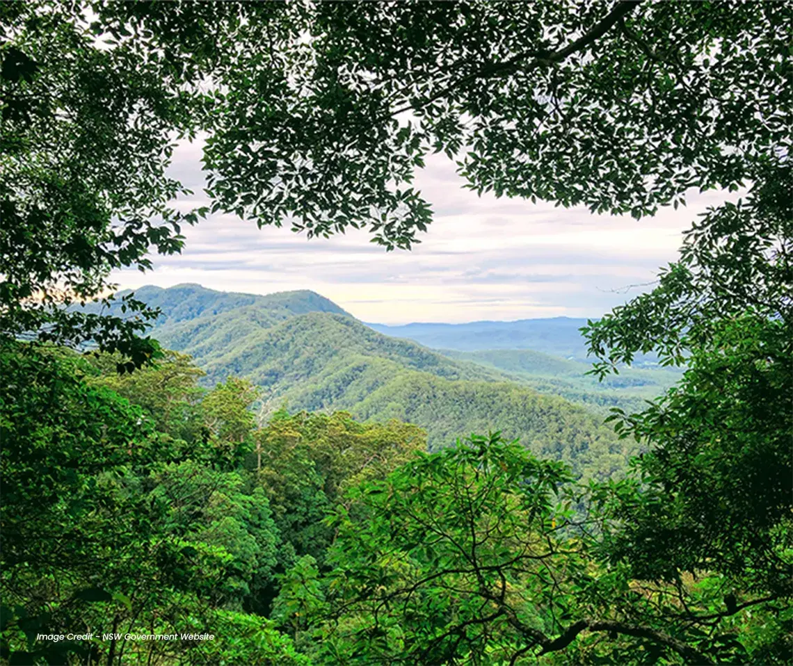 Dorrigo Escarpment Great Walk (DEGW)