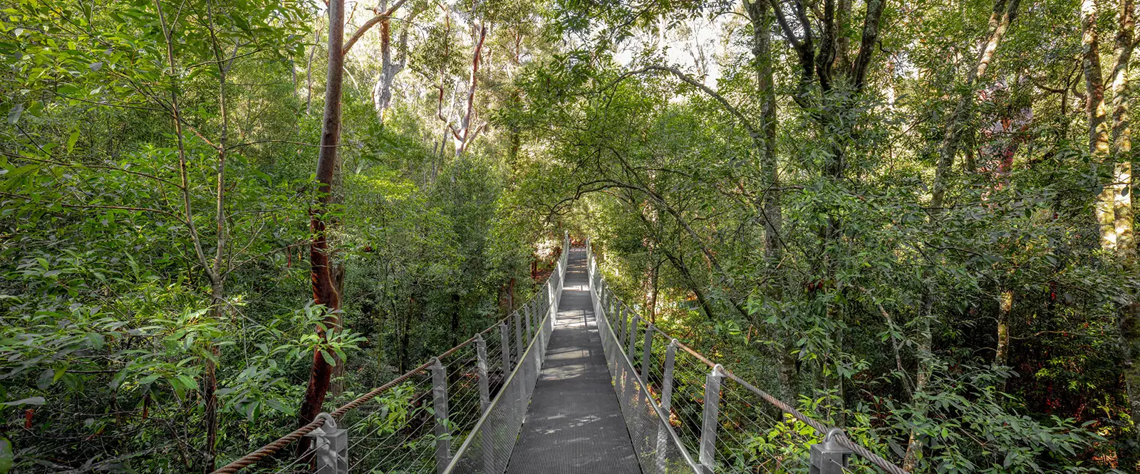 FORGE-Pyes-Creek-Swing-Bridge-01